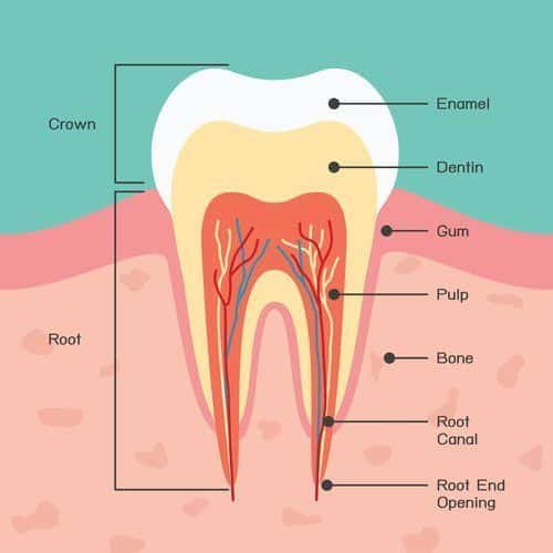 Anatomy of a Tooth